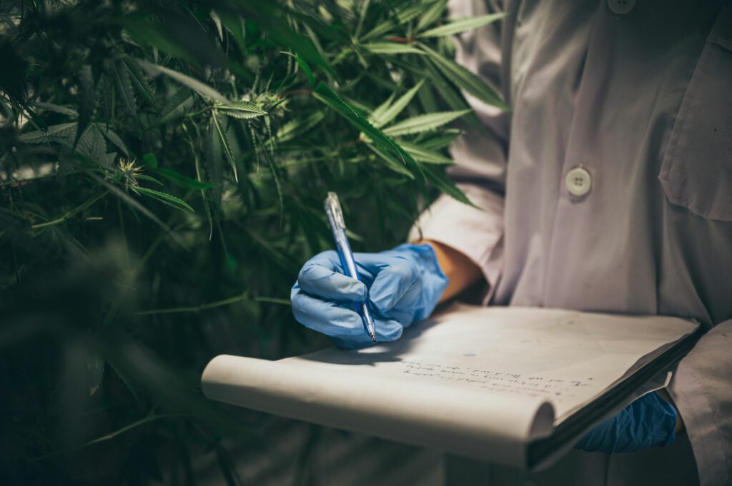 analyzing cannabis grow operation